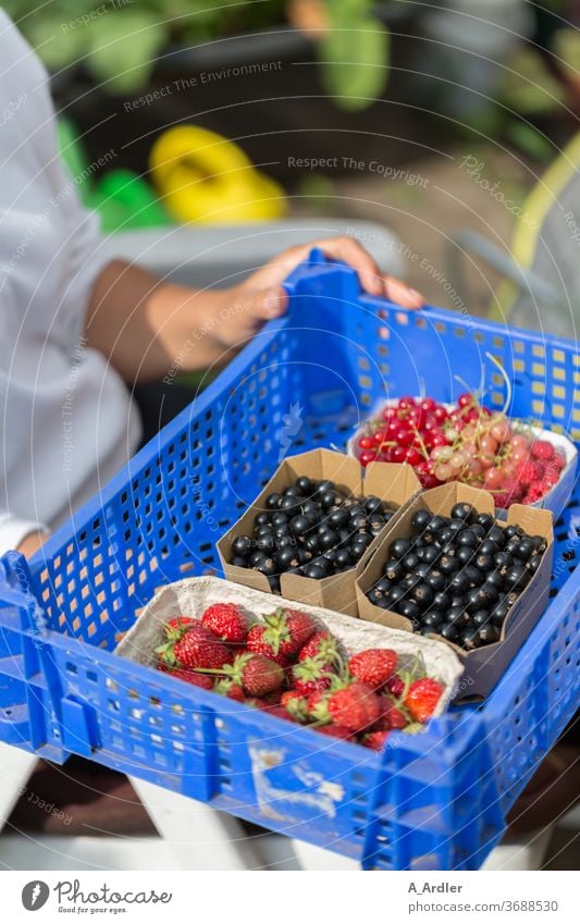 Harvest of berries from your own garden Berries Strawberry Redcurrant black currants Raspberry Fruit sugar Blueberry Raw vegetables Summer Summer fruit