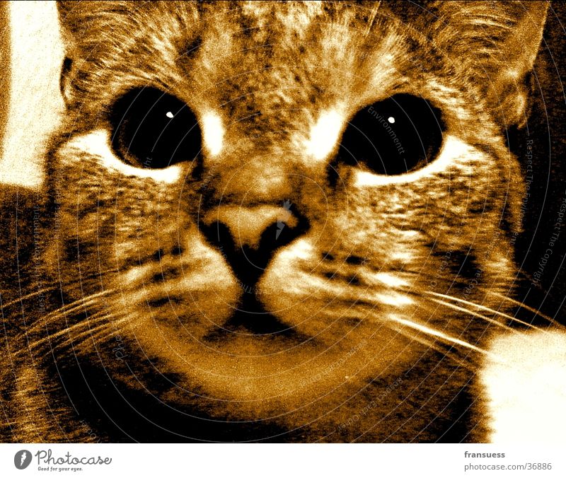 Emma Cat Pet Sepia Close-up