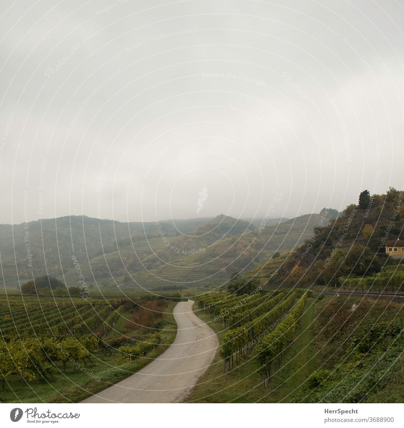 Narrow road between vineyards Vine Vineyard Wine growing Green Deserted Autumn Landscape Fog Morning fog Exterior shot Agricultural crop Hill Wachau Austria