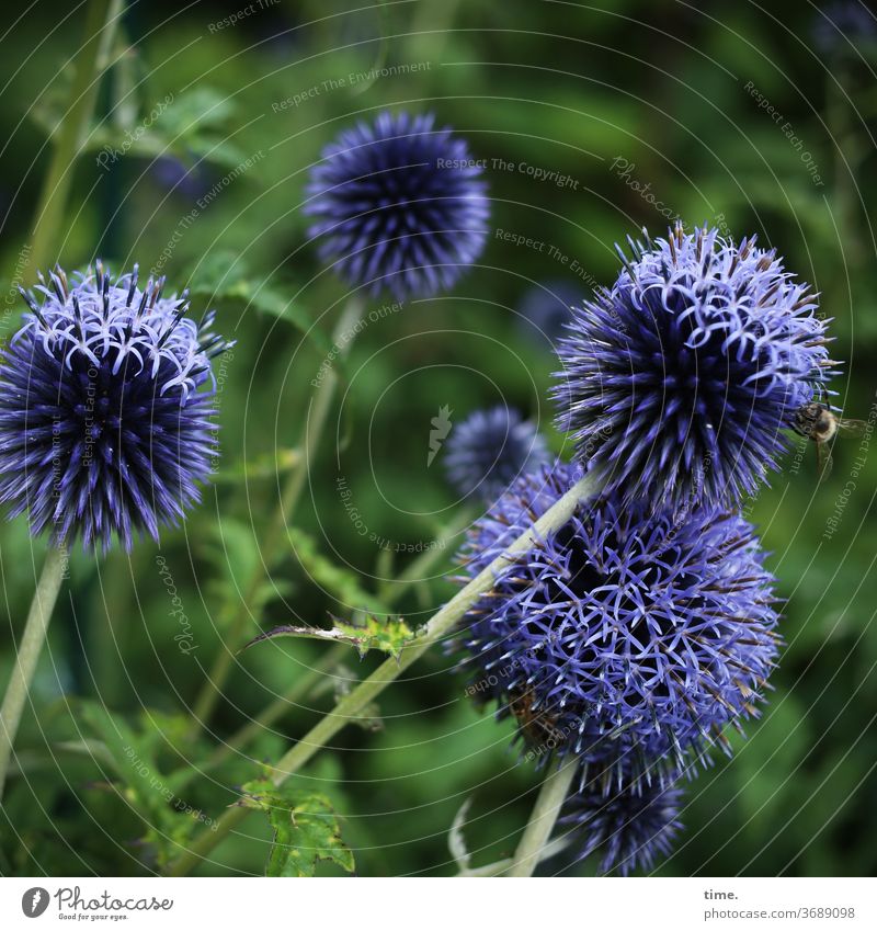 harvest time Plant Delicate Garden Airy Deep depth of field Blur Deserted Nature Perspective Ease Inspiration natural Summer globe thistle Bee food green purple
