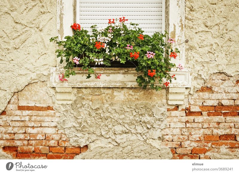 The facade of the old house is crumbling but the flower box is lovingly maintained. Facade Brick building dwell Window box flowers crumble bailer dilapidated