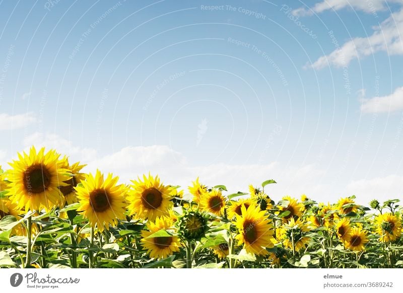 Sunflower field and blue sky with decorative clouds and lots of text space Sky blue Plant Bee food Field fair weather cloud flowers Beauty & Beauty Yellow