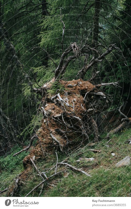 A fallen larch in a forest in South Tyrol, Italy adventure alp alpine branch broken eco-system ecology environment exploring hiking italy landscape leisure