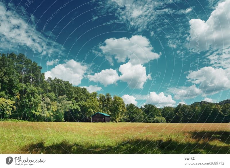 peripheral zone Environment Nature Landscape Panorama (View) Copy Space top Sky Clouds Horizon Edge of the forest Beautiful weather Tree Idyll Summer Grass