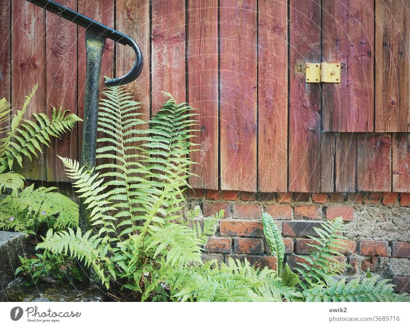Fern on the way Environment Nature Landscape Plant Colour photo Exterior shot bushes Deserted Pteridopsida Beautiful weather Idyll Close-up Day Growth
