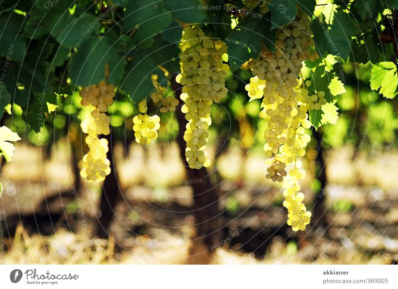 grapes Environment Nature Plant Summer Agricultural crop Field Bright Natural Green Vine Vineyard Bunch of grapes Colour photo Multicoloured Exterior shot