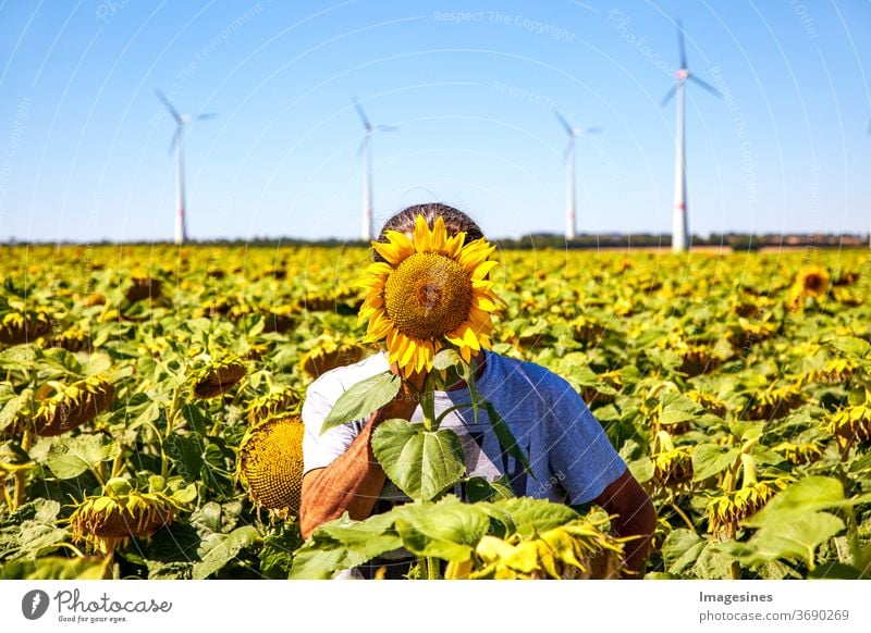 Anonymity. Summer landscape against a light blue sky. Man standing in a yellow field of sunflowers with the yellow head of the sunflower covering his face. Wind turbines background