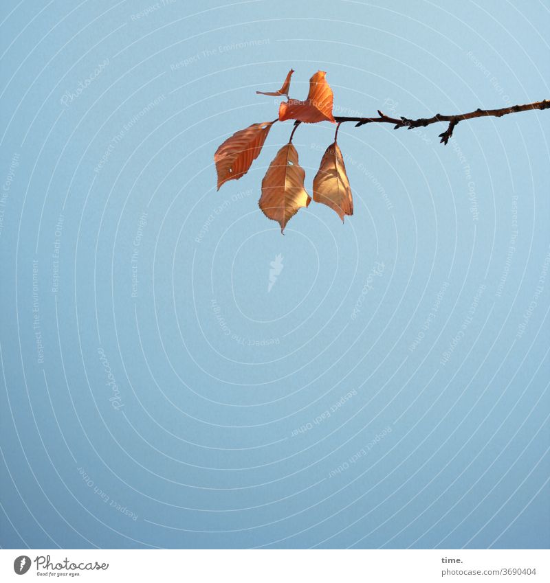 Autumn ahead (1) - beech branch with five partly sunny leaves in front of blue sky Branch Leaf Sky Above Intersection Transformation Limp wither Hang staples