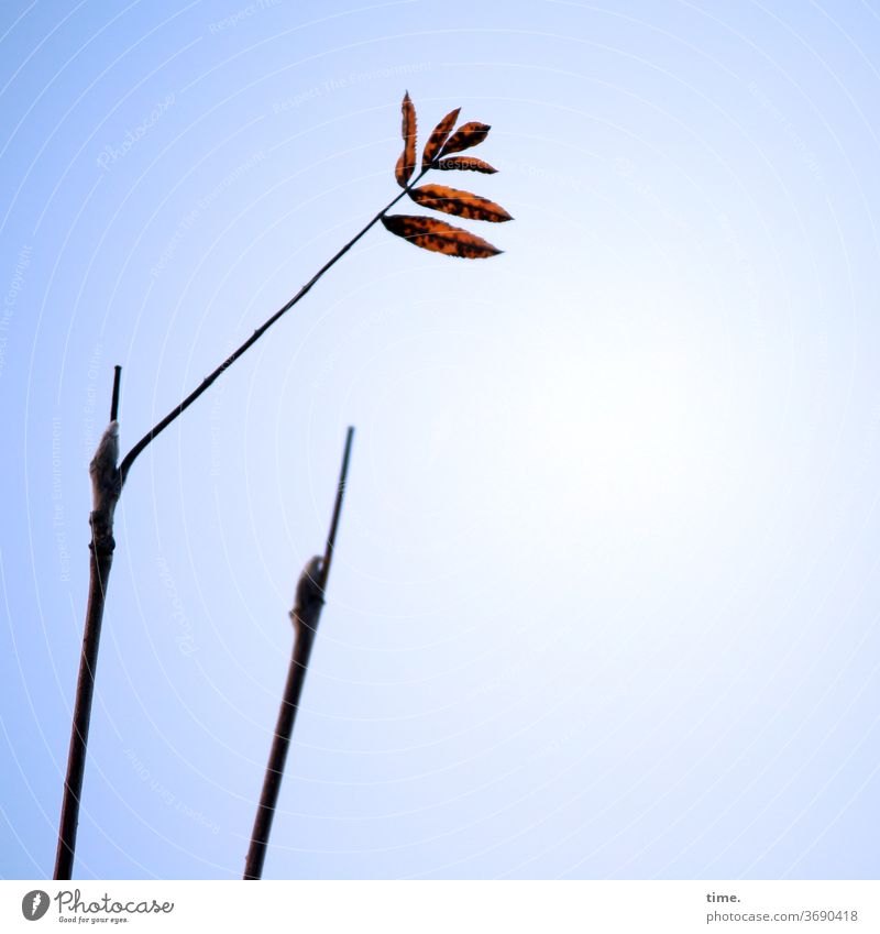 Autumn ahead (2) Branch flaked Sky Above Intersection Transformation Limp wither hang staples sunny Shadow