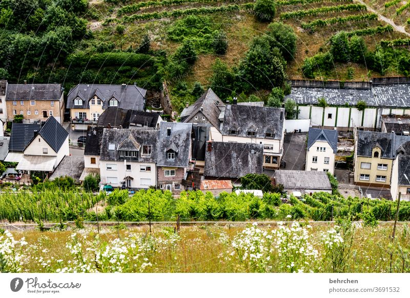 architecture and nature | life in wine Village Town Hunsrück Moselle valley Wine growing Rhineland-Palatinate Mosel (wine-growing area) Sunlight tranquillity