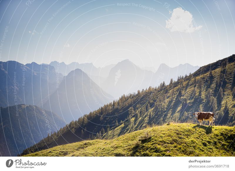 Portrait of a cow at the Achensee Agriculture Cattle chill Forest Nature Nature reserve Effort Environment Brave Beginning Mountain Hiking Colour photo