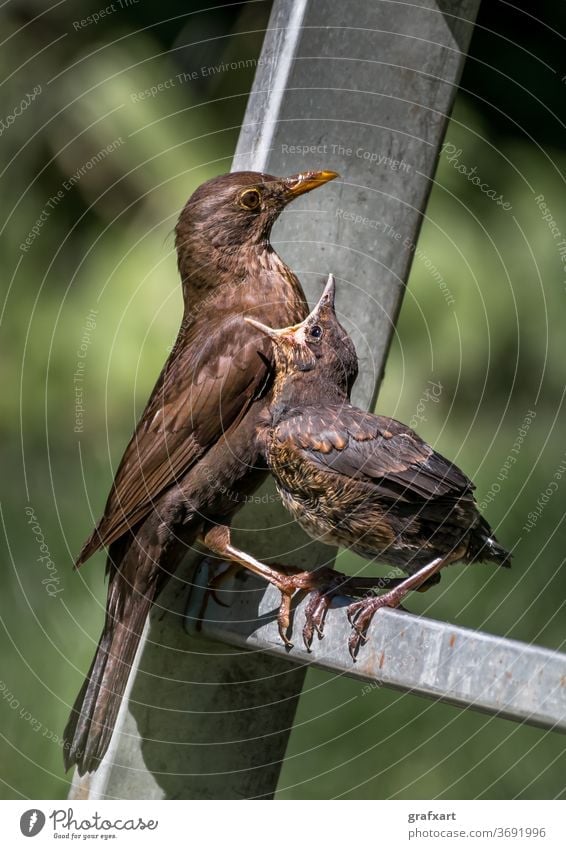 Young blackbird sits on a ladder and is fed with insects by its mother Animal Baby Beak biodiversity Blackbird European Diet Eating emotion Environment