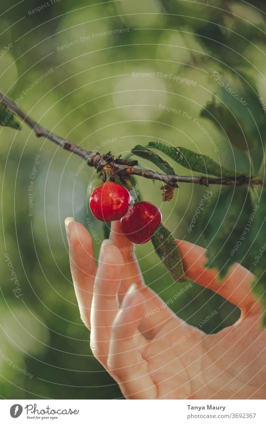 Cherry tree in the sunlight cherries Summer Red Harvest Nature Fresh Fruit Garden Delicious Juicy Exterior shot Organic Mature Colour photo Seasons Green food