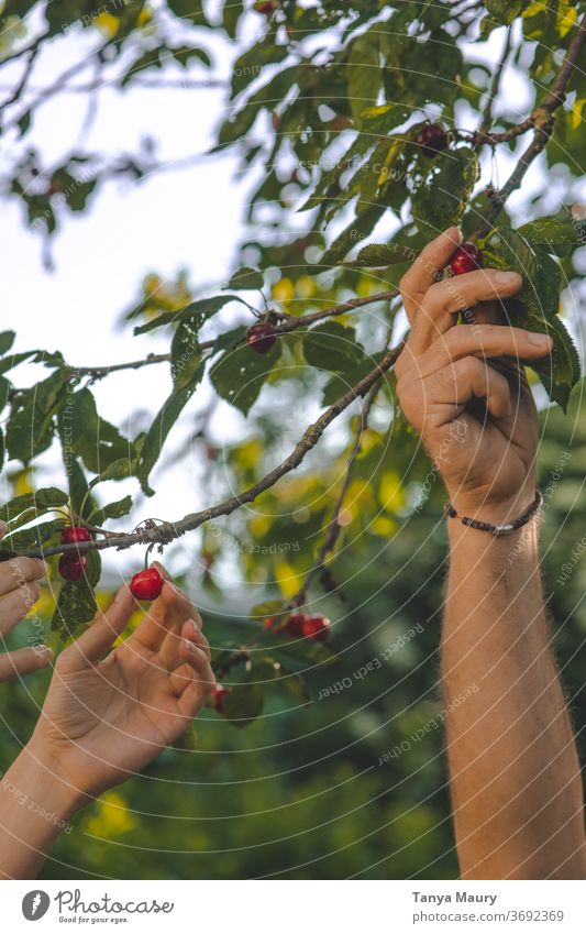 Harvesting cherries in the sunlight Cherry Summer Red Nature Fresh Fruit Garden Delicious Juicy Exterior shot Organic Mature Colour photo Seasons Green food