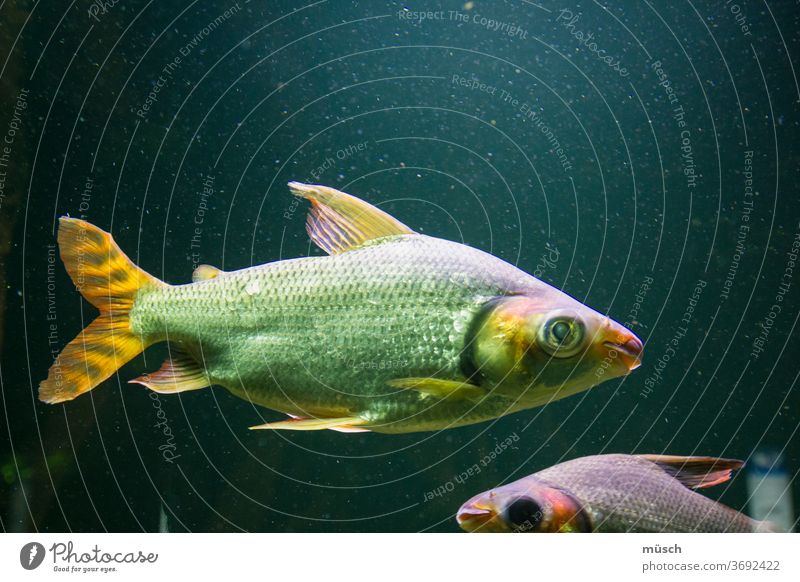 green fish Fish Red Yellow Violet Water Deep sea Ocean fauna Light peer Circle Aquarium Pond birds two Blue be afloat Dive gill respiration peril food Bible