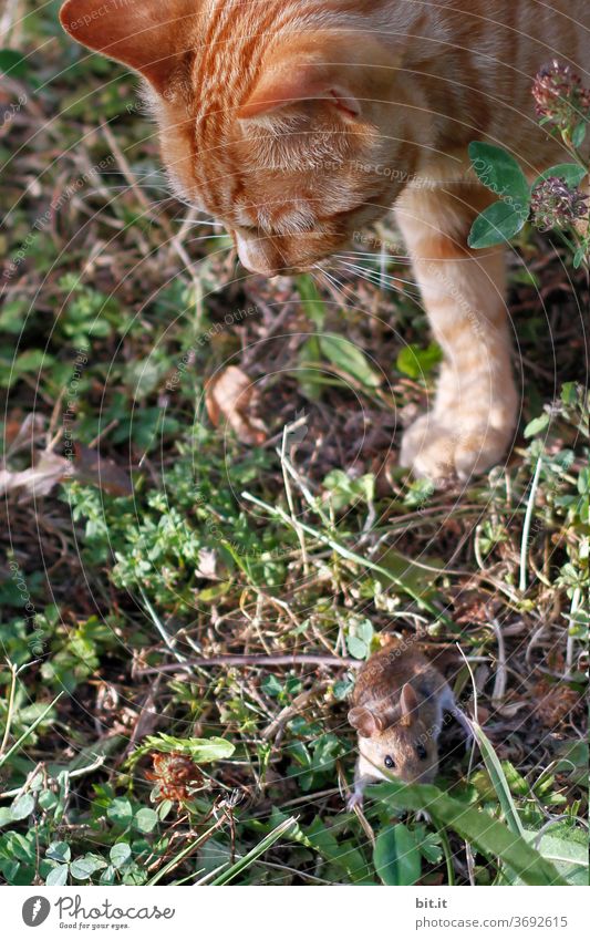 caught mouse in live trap - a Royalty Free Stock Photo from Photocase