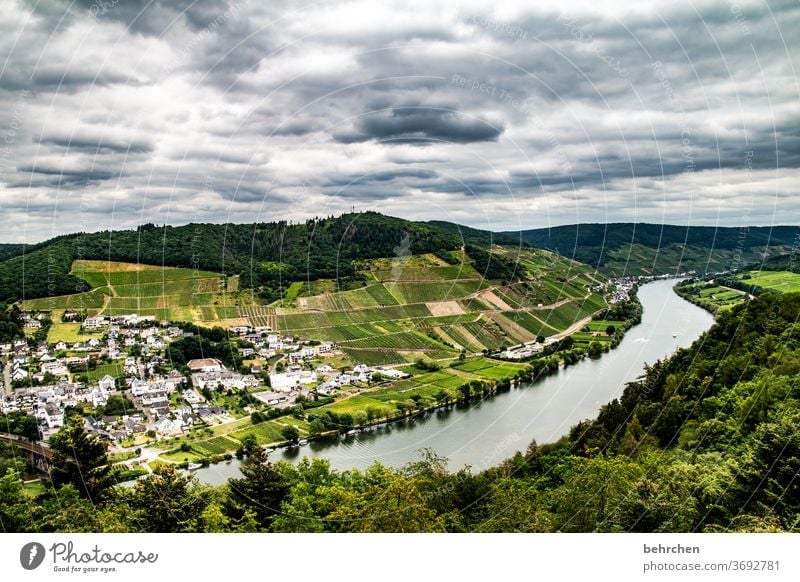 Wine Hiking Lanes & trails Hunsrück Moselle valley Wine growing Rhineland-Palatinate Mosel (wine-growing area) vine Vineyard Bunch of grapes Landscape Mountain