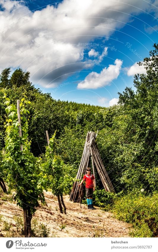 Wine Hiking Lanes & trails Hunsrück Moselle valley Wine growing Rhineland-Palatinate Mosel (wine-growing area) vine Vineyard Bunch of grapes Landscape Mountain