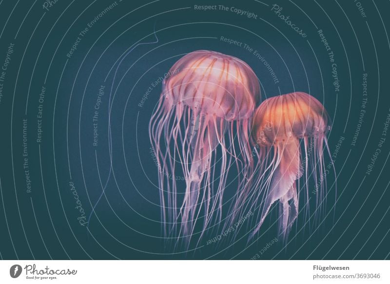 jellyfish Jellyfish Water Ocean Aquarium animals