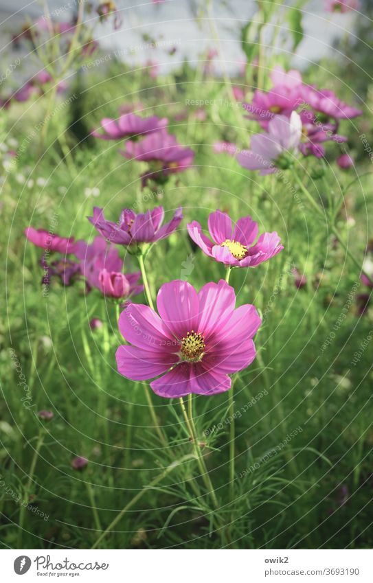 The usual Cosmea bleed Deserted Sunlight already Joie de vivre (Vitality) Colour photo Exterior shot Optimism Growth Blossoming Garden Environment Nature Plant
