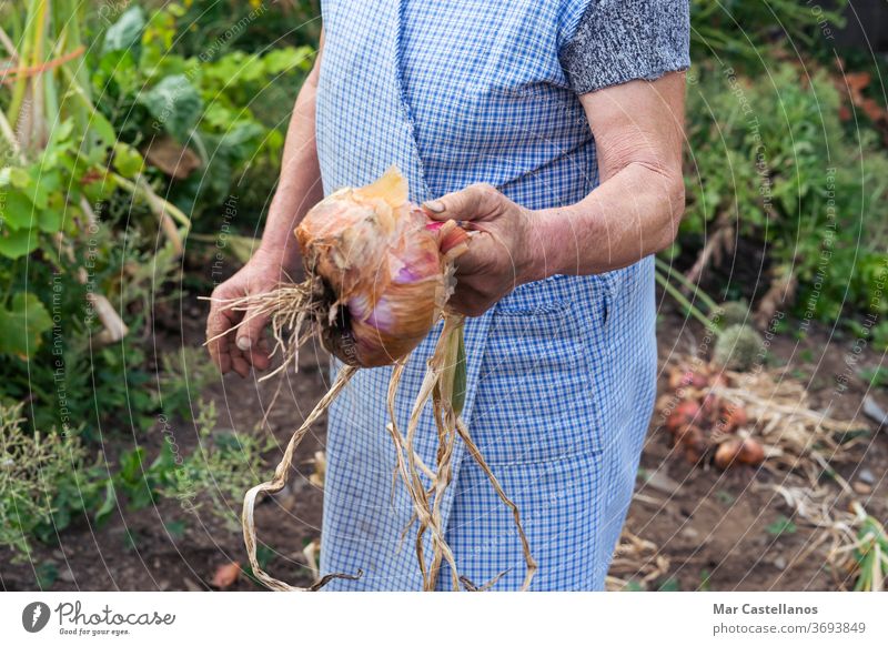 Woman with a freshly picked onion. Agricultural concept. vegetable harvest garden land ingredients woman agriculture farmer person show onion harvest dirty food