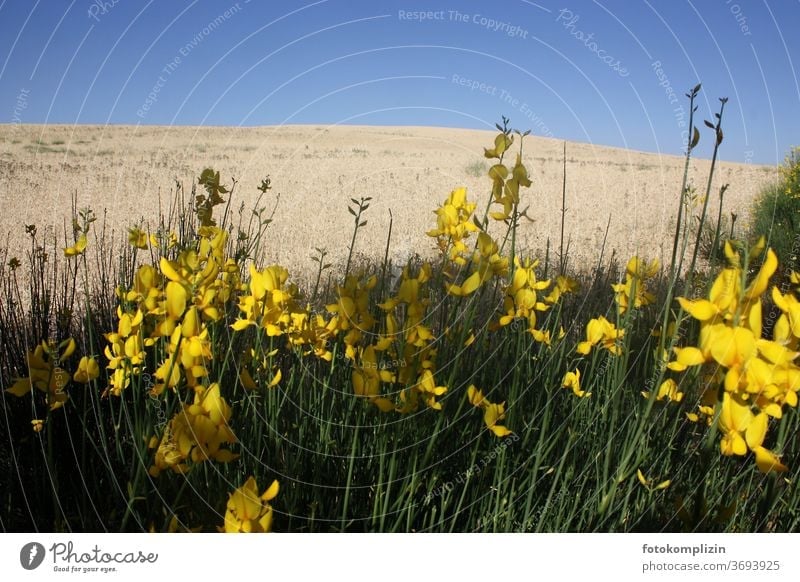 yellow flowers with bright grain field and blue sky in the background Field flowers Margin of a field Grain field Plant Yellow Flower Blossoming Meadow