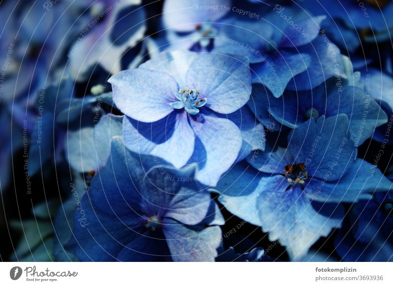 Close up of a blue hydrangea flower Hydrangea blossom bleed Garden plants Blossom leave Blossoming flowers Macro (Extreme close-up) Detail Plant