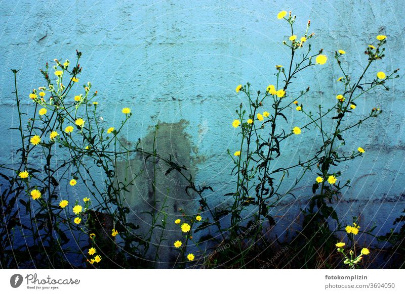 Plant with small bright yellow flowers in front of blue-green turquoise painted wall bleed Blossoming Love of nature Garden plants Summerflower luminescent
