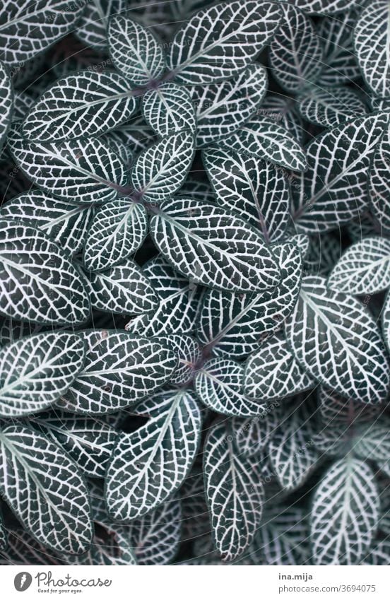 Sample sheet leaves White Pattern green natural Botany Tropical Nature Plant flaked Garden Exotic Hip & trendy Decoration botanical flora Detail Houseplant