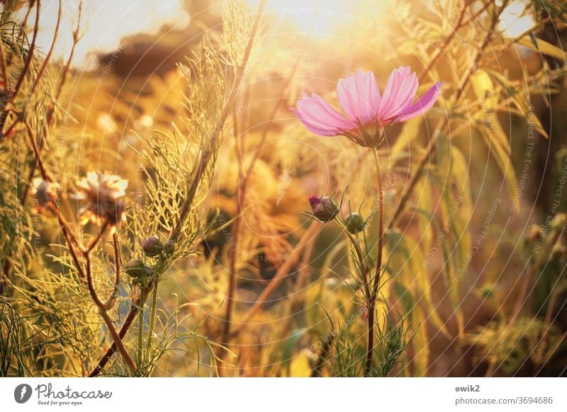 Flowers in the light Environment Nature Plant Sunlight Exterior shot Cosmos Deserted Colour photo Blossoming Idyll bleed Beautiful weather Summer Copy Space top