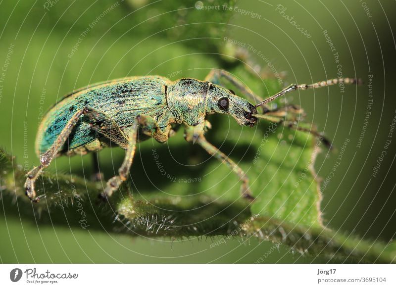 bug Beetle Nature Insect Animal Close-up Macro (Extreme close-up) Colour photo Animal portrait Crawl