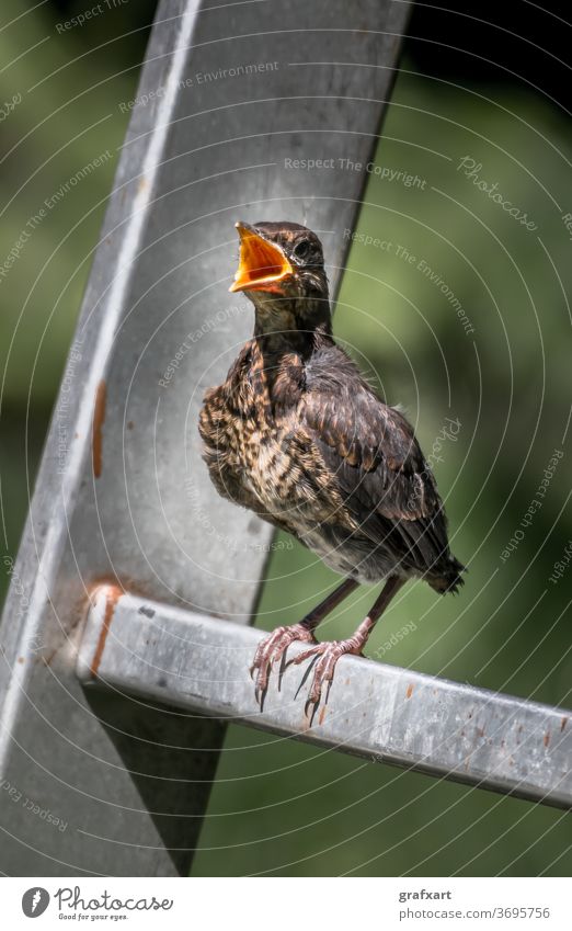 Young Eurasian Blackbird Fledgling Sits On Ladder and Waits To Be Fed With Wide Open Beak animal baby beak blackbird common diet eat environment ethology