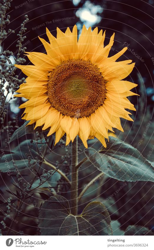 Sunflower frontal flowers Nature Plant flora bleed petals Round Yellow green full of voices somber Evening evening light Dark green