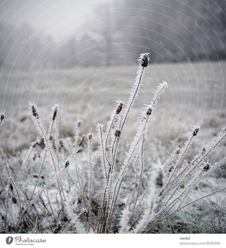 Cold straws Bizarre Pattern ice crystals Freeze Fog Sky Day Copy Space top bushes Landscape Snow Frozen Structures and shapes Subdued colour Close-up Nature