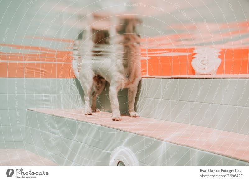 underwater view of dog in the pool, fun and lifestyle at summer swimming pet jack russell swimming pool fitness family deep portrait poolside puppy instructing