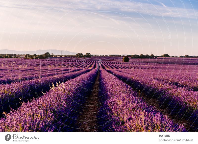 Beautiful field of blooming lavender during sunset in Brihuega, Guadalajara province, Spain. nature flowers agriculture purple summer colorful travel no people