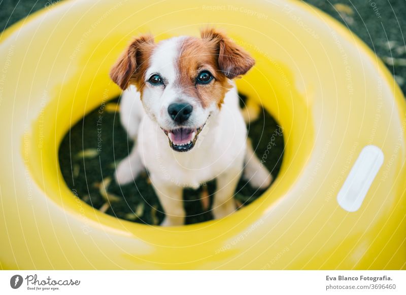 portrait of cute jack russell dog smiling outdoors sitting on the grass, summer time yellow donuts inflatable waiting purebred small lifestyle lawn