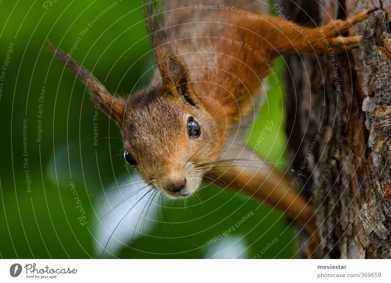 squirrel Animal Wild animal Pelt Claw Squirrel 1 Hang Curiosity Brown Green Orange Nature oakhorn Colour photo Exterior shot Morning Shallow depth of field