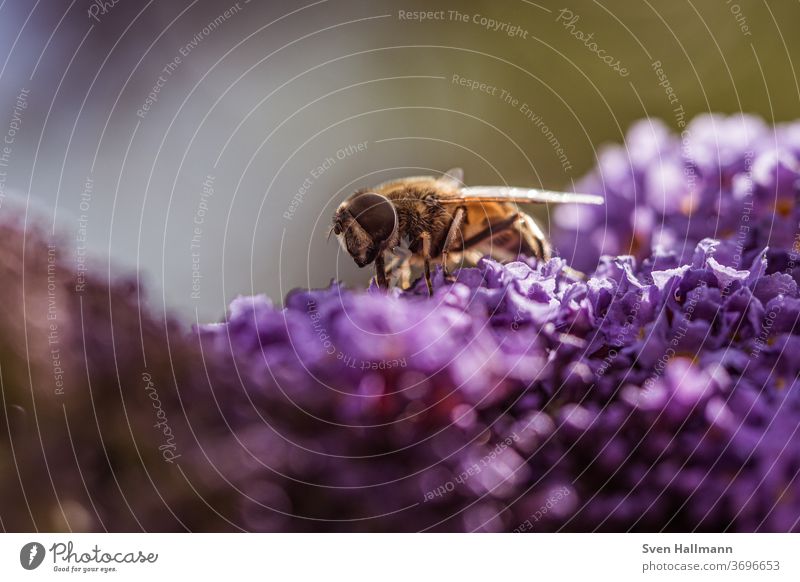 Hoverfly sitting on lavender Nature Macro (Extreme close-up) Close-up Plant Animal Fly hoverfly Insect Flower Colour photo Exterior shot Day Blossom Blossoming