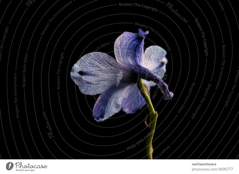 dolphinium Dolphinium flowers Plant Black black background Blue Nature cut flower Studio shot Studio lighting studio light blue flowers Lifestyle