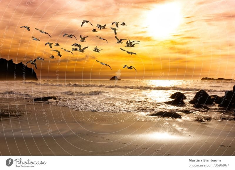 Sunset mood at the pacific ocean in California with a flock of seagulls tourism travel sunset nature california southern colorful beach birds horizon water
