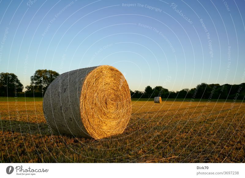 hay bales Hay Hay bale mowing Reap mown Meadow cuttings Cloudless sky Evening evening light Sunlight Landscape Grass Agriculture Exterior shot Summer