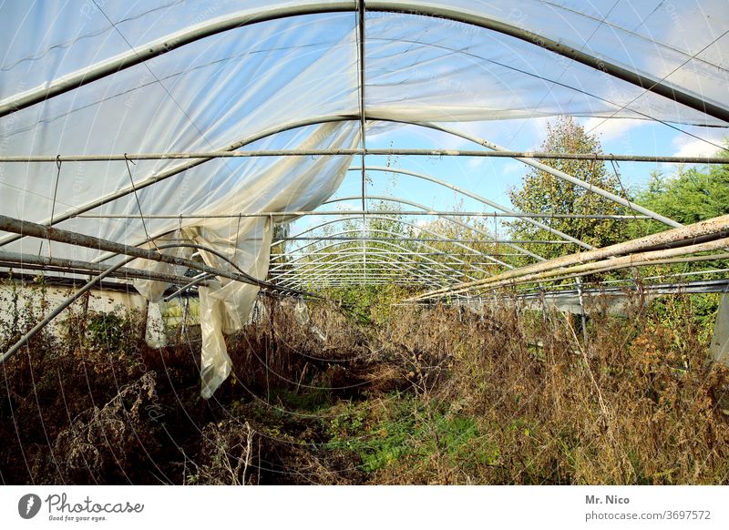 Architecture and nature I airy Nature Plant Greenhouse Decline Derelict Roof tarpaulin Packing film Metal Shriveled Broken Transience Ruin Destruction Gardening