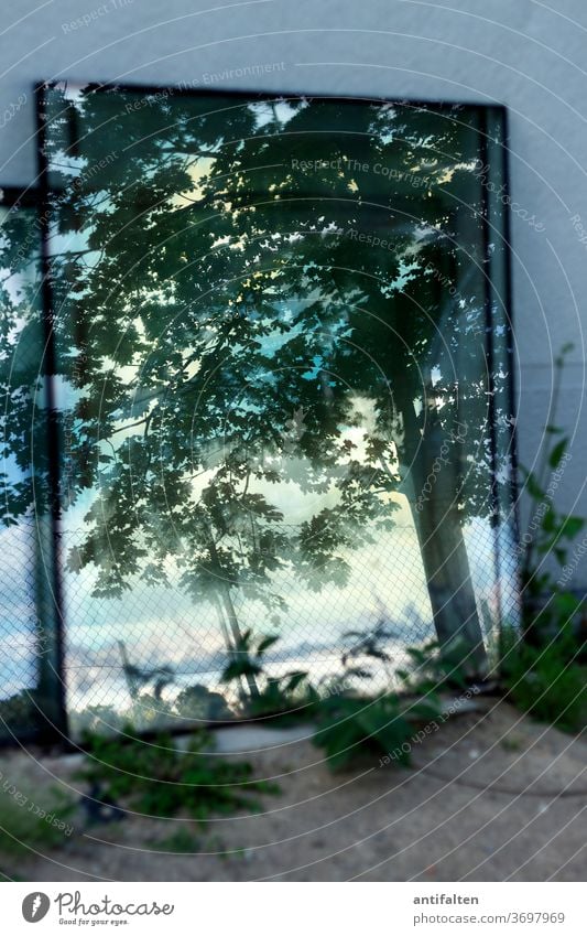 another world Mirror Nature Tree Wall (building) Reflection Green Leaf Branch Plant Exterior shot Colour photo Day Blue Forest Slice Window panes