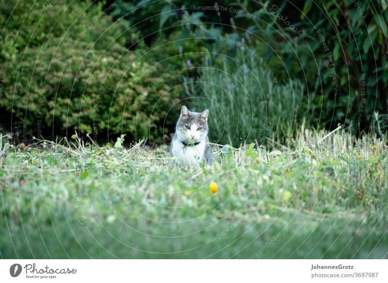 House cat with collar is sitting on a freshly mowed flower meadow and looks into the camera Garden Cat Animal Meadow Flower meadow Nature Sweet Cute Pet