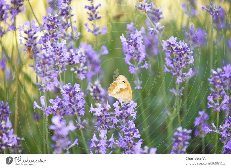 Flying Visit Butterfly On Lavender A Royalty Free Stock Photo From Photocase