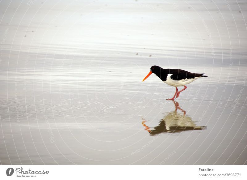An oystercatcher is looking for a treat and is reflected in the wet sand Oyster catcher birds Black White Red Gray Animal Exterior shot Colour photo Day