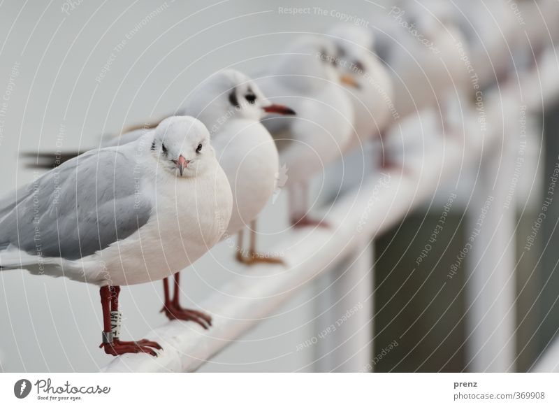 seagull country Environment Nature Animal Wild animal Bird 1 Gray Seagull Row Many Colour photo Exterior shot Copy Space top Day Shallow depth of field
