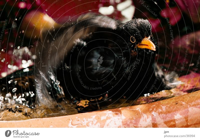 summer resort Blackbird Water Swimming & Bathing Inject Movement Wing