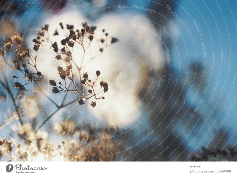 Sophisticated Plant Thin Small Fragile Delicate Transparent Subdued colour Close-up Structures and shapes Detail Contrast Pattern Baby's-breath Nature